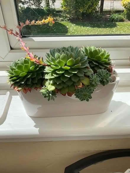 Photo of free Echiveras pot not included (Erlestoke Devizes SN10) #1