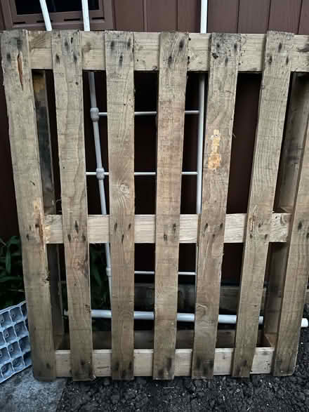 Photo of free Pallet (Kemsing in Sevenoaks TN15) #1