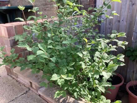 Photo of free Flowering plant (Hughenden Avenue HP13) #2