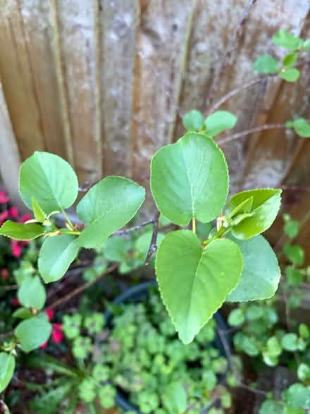 Photo of free Tree in pot (NN3 Meadowfields) #3