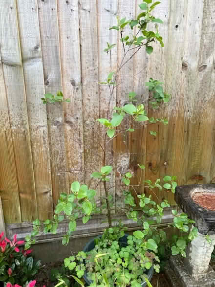 Photo of free Tree in pot (NN3 Meadowfields) #4