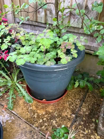 Photo of free Tree in pot (NN3 Meadowfields) #1