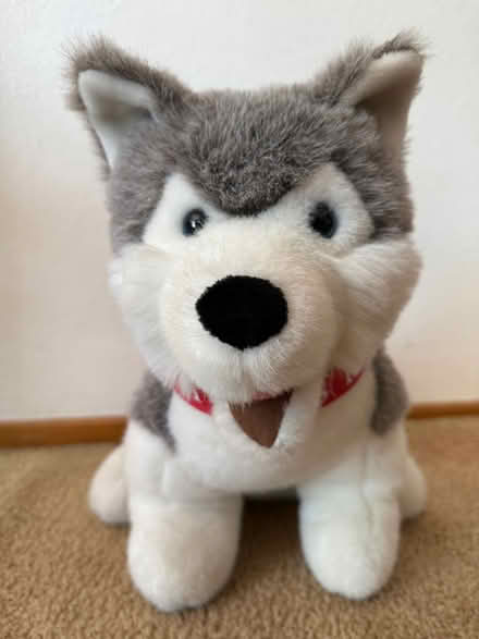 Photo of free Toy Stuffed Husky (Cupertino - DeAnza and 280) #1