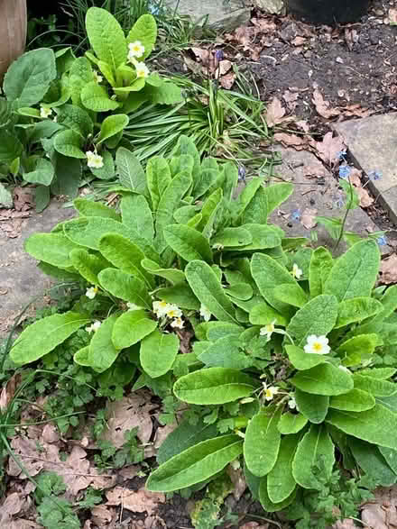 Photo of free Primroses plants (Swanley BR8) #1