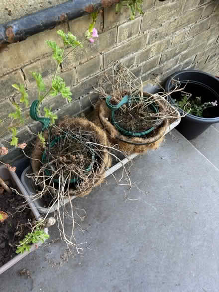 Photo of free 4 x Hanging Baskets (BN3) #1