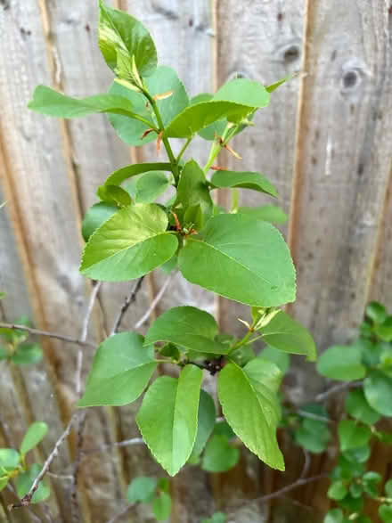 Photo of free Tree in pot (NN3 Meadowfields) #2