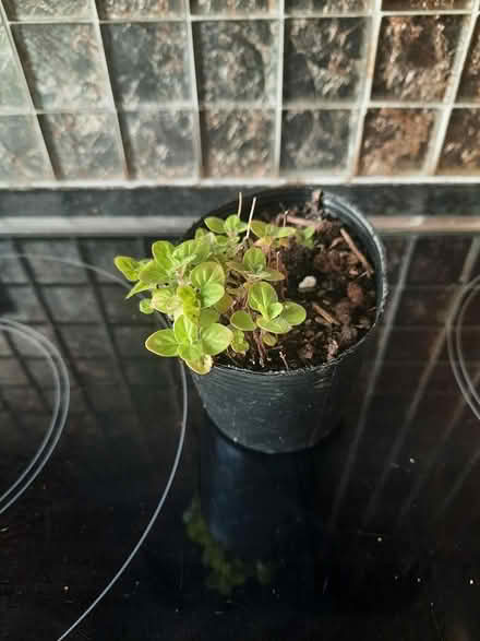 Photo of free Small clump of Golden Marjoram herb (Morden SM4) #2