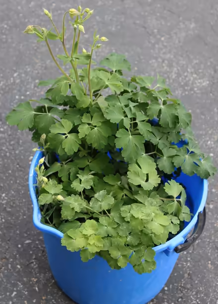 Photo of free Columbine Plants (West Townsend) #1