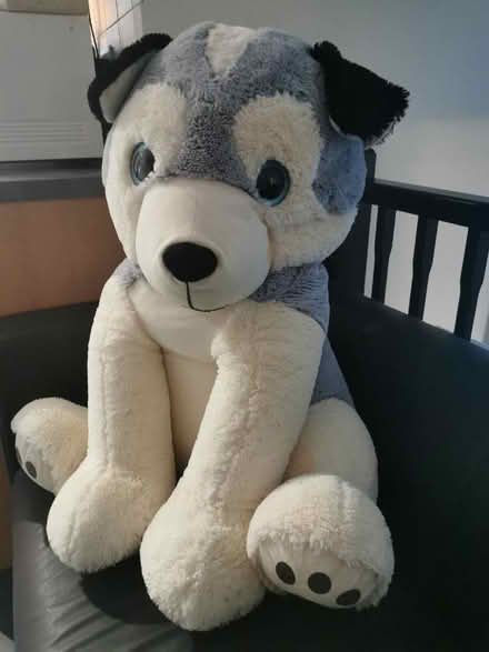 Photo of free Large soft dog (Fareham PO15) #1