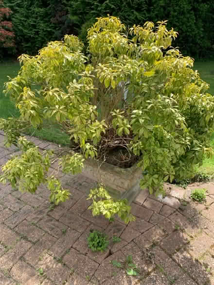Photo of free 2 outdoor plants (Durham DH1) #1