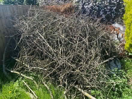 Photo of free Apple and pear wood (Twigworth) #1