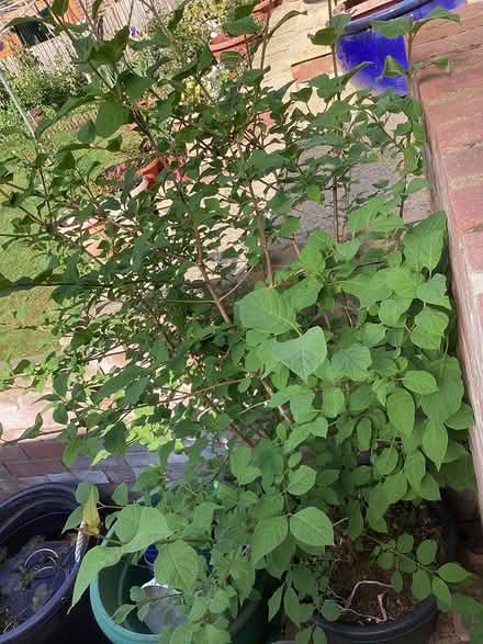 Photo of free Flowering plant (Hughenden Avenue HP13) #3