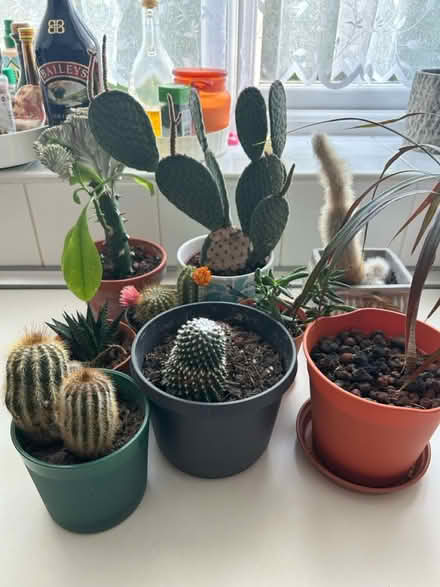Photo of free Some plants (UB7 9EF) #1