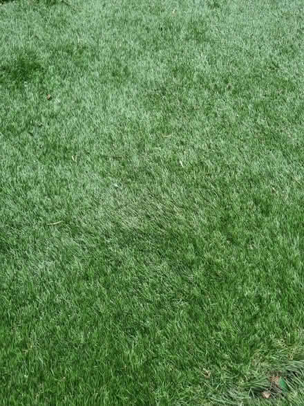 Photo of Artificial grass (Surbiton KT5) #1