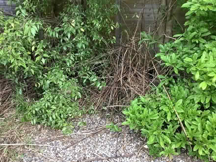 Photo of free Bamboo stakes (deceased) (LE2 , Clarendon Park) #1