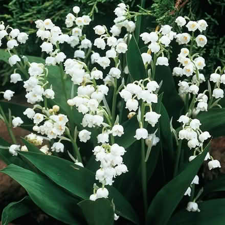 Photo of Lily of the Valley (Mavis Rd/The Queensway.) #1