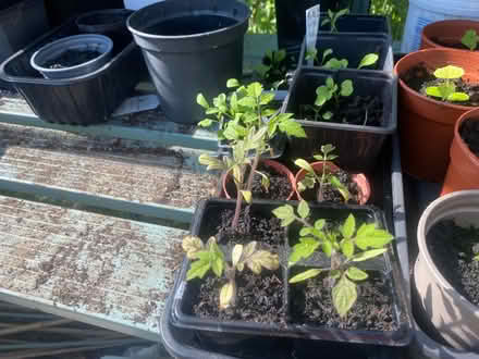 Photo of free tomato plants (Nether Edge S7) #2