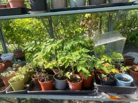 Photo of free tomato plants (Nether Edge S7) #1