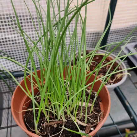 Photo of free Vegetable and herb seedlings (Limeside OL8) #2