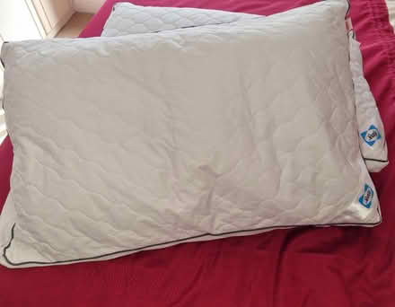 Photo of free 2 sealy side sleeper pillows (Longley S5) #1