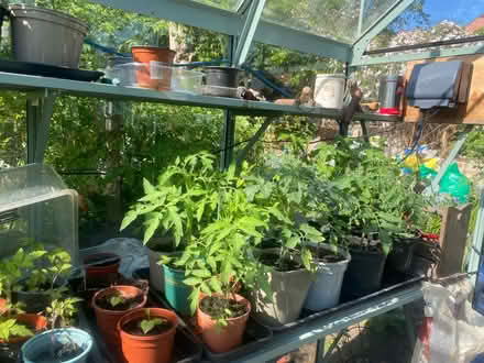 Photo of free tomato plants (Nether Edge S7) #3