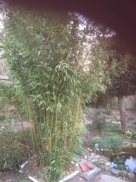 Photo of free Bamboo canes (High Brooms TN4) #1