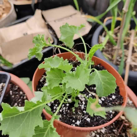 Photo of free Vegetable and herb seedlings (Limeside OL8) #1