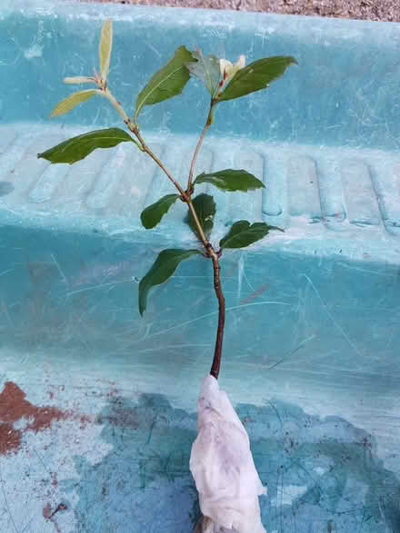 Photo of free Evergreen Oak seedling (Blacklands TN34) #1