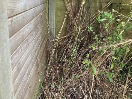 Photo of free Bamboo stakes (deceased) (LE2 , Clarendon Park) #3