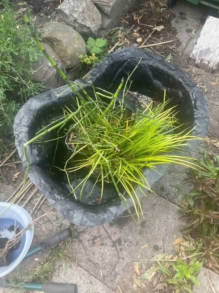 Photo of free Pond Plastic Form and Pond Plants (Grangetown CF11) #1