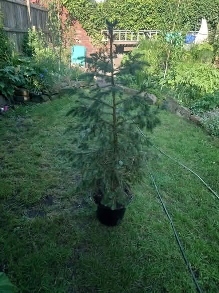 Photo of free Potted conifer (S2 heeley bottom) #1