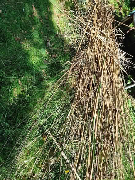 Photo of free Bamboo (L37) #1