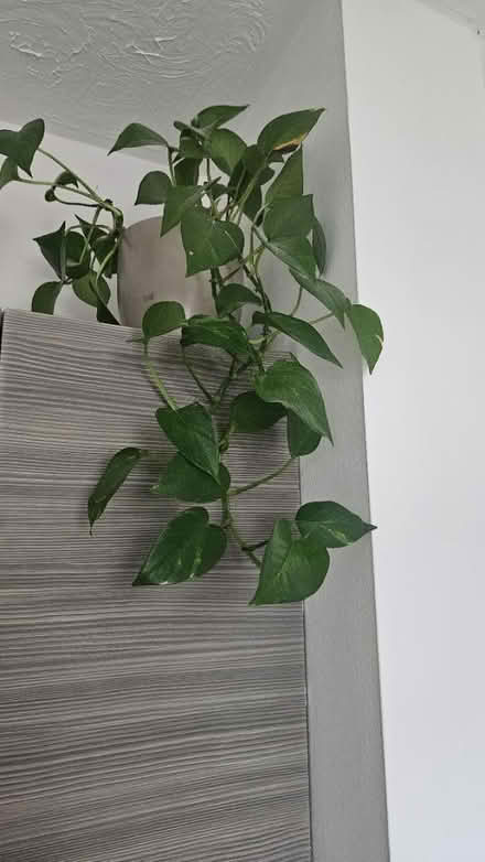 Photo of free plant with pot (tw7 7ew) #1