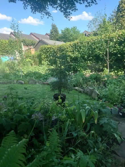 Photo of free Potted conifer (S2 heeley bottom) #2