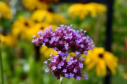 Photo of free Verbena bonariensis plants (Hatfield AL10) #1