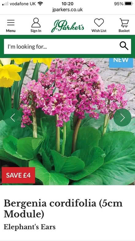 Photo of free Elephant Ears plant. (Drayton OX14) #2