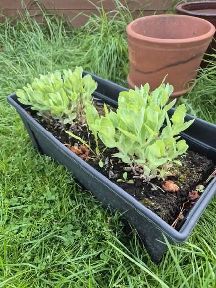 Photo of free Garden Plant (DE3) #1