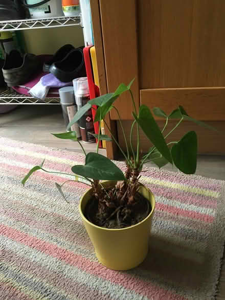Photo of free Anthurium Fantasia (Drayton OX14) #1