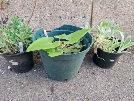 Photo of free Plants (Yapton BN18) #1