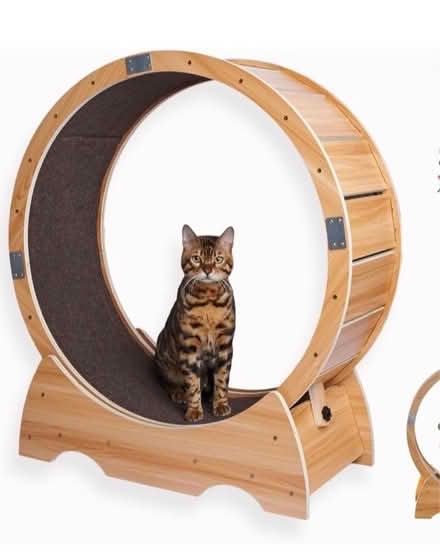 Photo of Cat Treadmill (Cannock WS12) #1