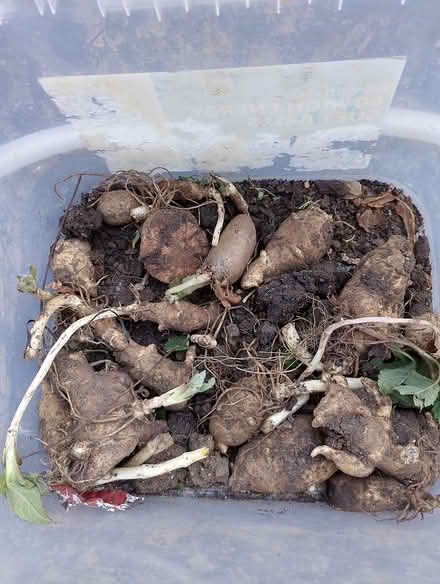 Photo of free Jerusalem artichokes (Maldon CM9 6AN) #1
