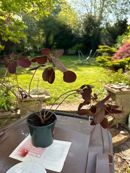 Photo of free Cotinus ("Smoke bush") plant (Sanderstead) #1