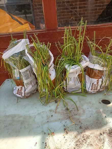 Photo of free Muscari (grape hyacinth) bulbs (Waterlooville PO8) #2