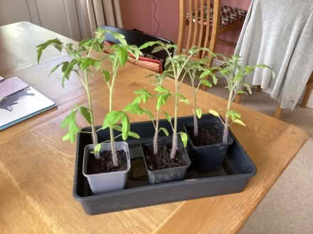 Photo of free Six tomato plants (Long Marton CA16) #1