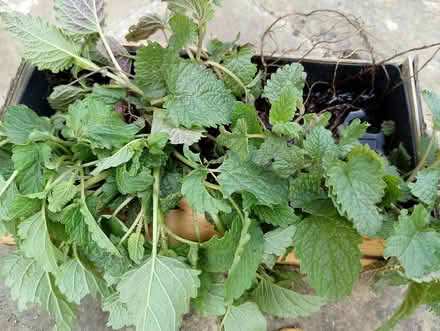 Photo of free Lemon balm (Maldon CM9 6AN) #1