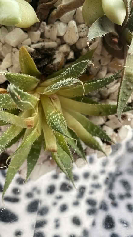 Photo of Succulents (Carnforth) #2