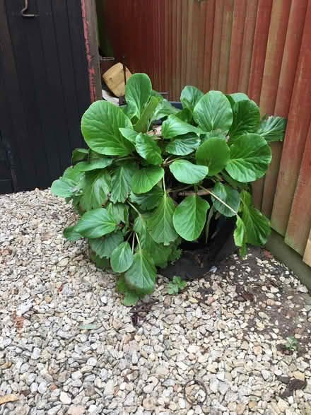 Photo of free Elephant Ears plant. (Drayton OX14) #1