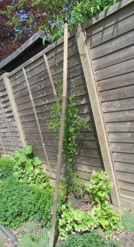 Photo of free Contraption for growing runner beans or any climbing plant (Bernards Heath AL3) #3