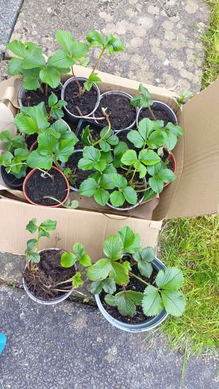 Photo of free 10-12 baby strawberry plants (Oxenholme LA9) #1