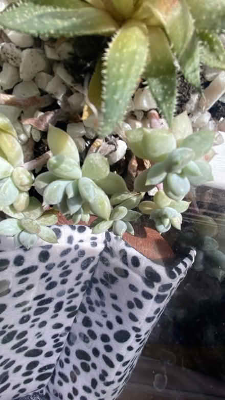 Photo of Succulents (Carnforth) #1